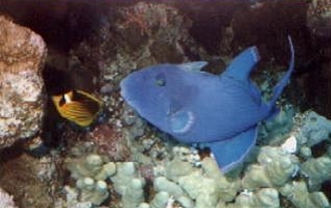 Odonus Niger + Chaetodon Lunula